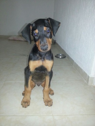 2 meses el loquito de Zeus